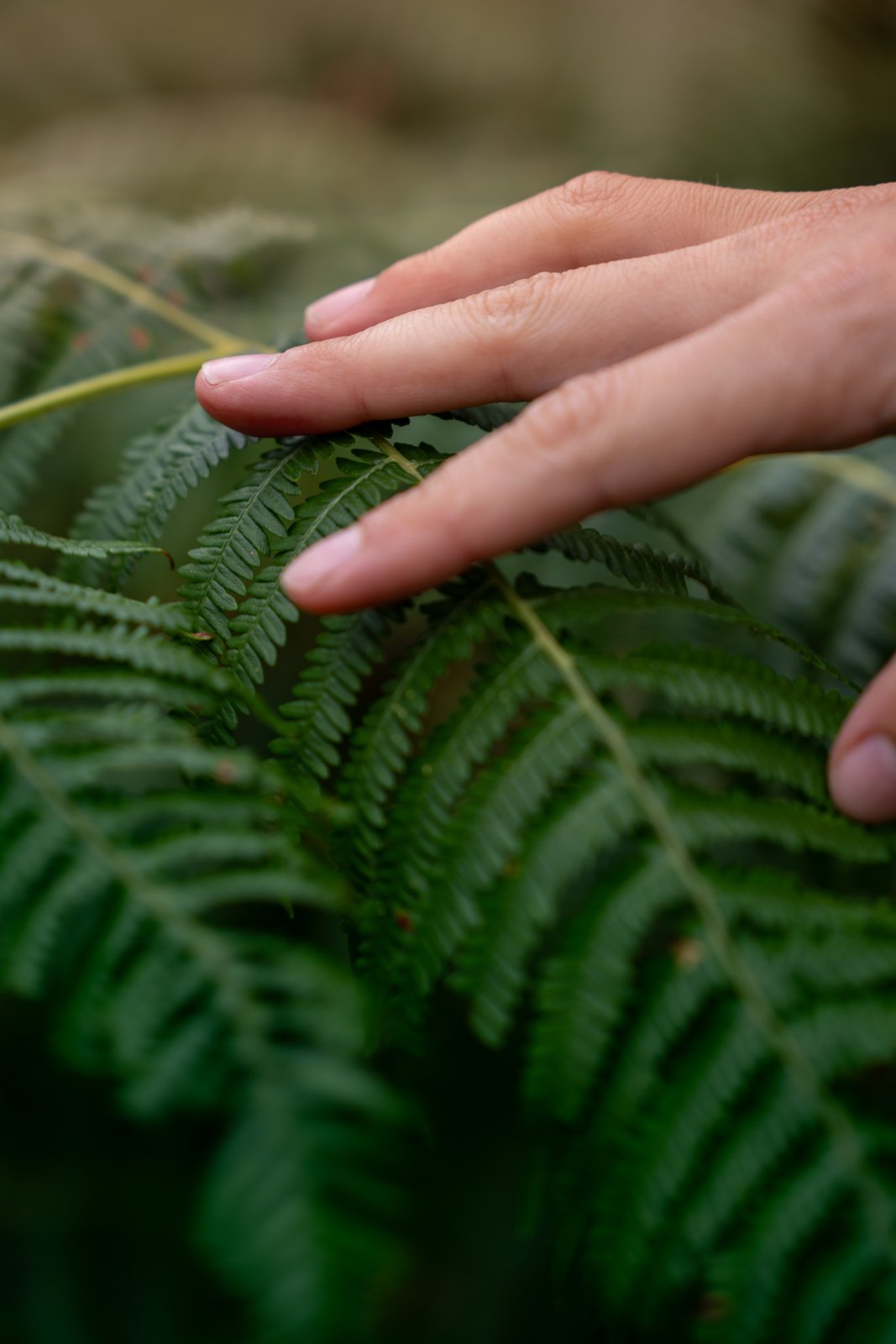 A hand touching a fern in the Sintra forest